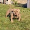 Adult male American bully