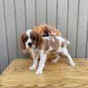 Cute King Charles spaniel puppies