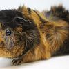 Abyssinian  Guinea Pigs Pedigreed and Held since Birth Super Sweet & Friendly