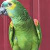 Blue front amazon male parrot