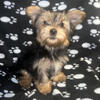 Yorkie Pup good bloodline AKC papers last one