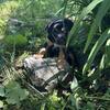 Beautiful Australian Shepherd Mix Puppies