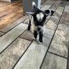 Pygmy baby goat