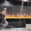European Polydactyl Maine Coon