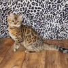 Beautiful Cashmere Bengal Kitten Available - Introducing Giulietta