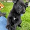 Dutch Shepherd puppies Purpose bred for Performance