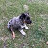 Mini Australian Shepherd Puppy