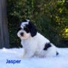 Male, tri color cavapoo puppy for sale