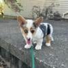 Merle Corgi Puppy with Natural Tail