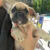 Fawn and Urajiro French Bulldog Puppies - AKC & Ready Now