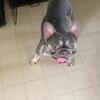 French bull dogs