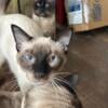 Pregnant Siamese Cat For Sale