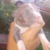 Pitbull new born pups bluenose rednose mix