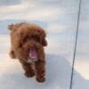 Poodle Puppy For Adoption