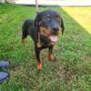 AKC Rottweiler puppies-6 months old