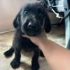 Labrador Puppies for Sale!