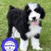 AKC Poodles & Sheepadoodle -Family Raised,Health Tested,Chipped
