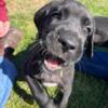 Great Dane Puppies- Ready to take home September 22nd 2024