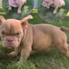 American bullies available now 