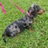 Dachshund puppies coming!!!!!! 