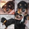 Mini Dachshund pups for sale