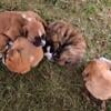 "Boxherds" Boxer / Australian shepherd puppies 