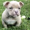 American Bullies Cyber Week Available Pups