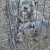 American bully puppies 