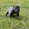 MICRO BULLSEYE BULLY PUPS! - UKC