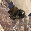 Shi-Poo ( Imperial ShihTzu/ Toy poodle) puppies