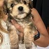 Morkies puppies . Mix of Maltese and yorkie