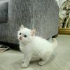 Non standard flame point Munchkin ragdoll male
