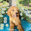 AKC Male Standard Poodle Puppy