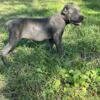 Cane corso puppies males and females