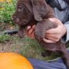 Labrador puppies