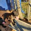 Cane Corso neapolitan mastiff  puppies