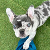 French Bulldog Male Puppy