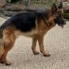 Akc German shepherd male import lines