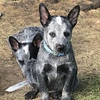 Queensland Blue Heeler puppies