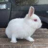 Netherland Dwarf boy Fluffalo