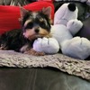 Yorkie Puppy For Sale