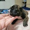 THE PUPPIES ARE HERE - FRENCH BULLDOG