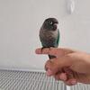 Turquoise Conures: