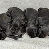 Pure bred Cane CORSO puppies. ICCF Registered Champion Pedigree