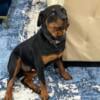 Rottweiler puppy male