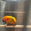 Baby Sun Conure male