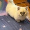 Persian munchkin kitten