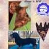 Wirehair Mini Dachshunds AKC pointed/ Champion parents.