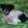 3 boy puppies