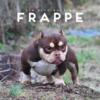 Frappe open for stud
